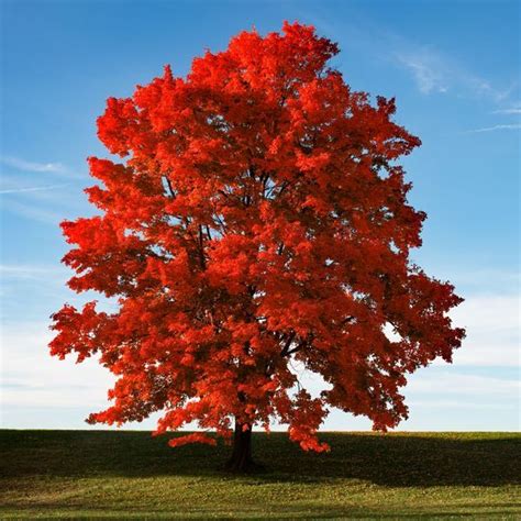 crimson maple tree facts